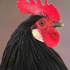 Red Rooster