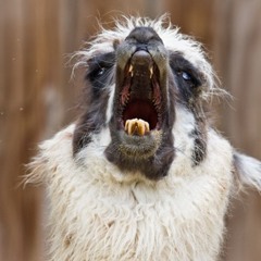 Llamas on the Loose
