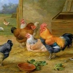 هند يوسف