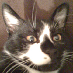 Renato Acquistapace 1