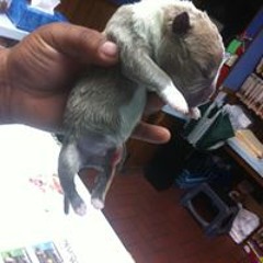 Chaddkliebert Kliebert