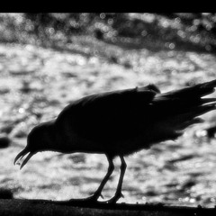 Sara A. Latif Zahran