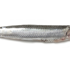 The Anchovy