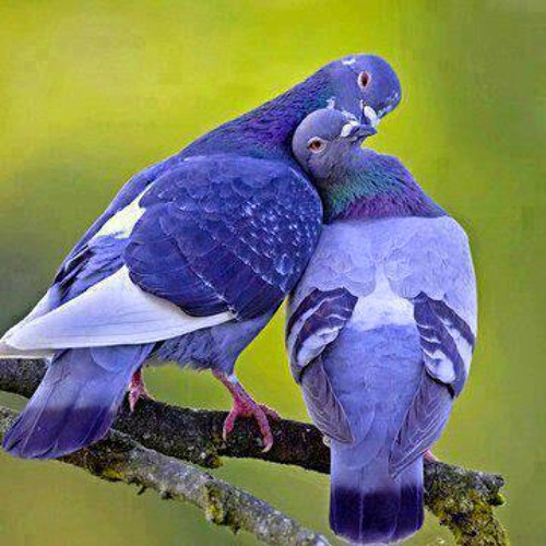 Mess Chengula ft Upendo Nkone - Moyo Wangu Hauna Uoga.mp3