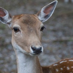 _Deer