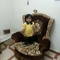 محمد مصطفى