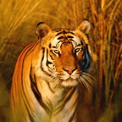 Tigre2