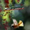 Ahmed Kashwa