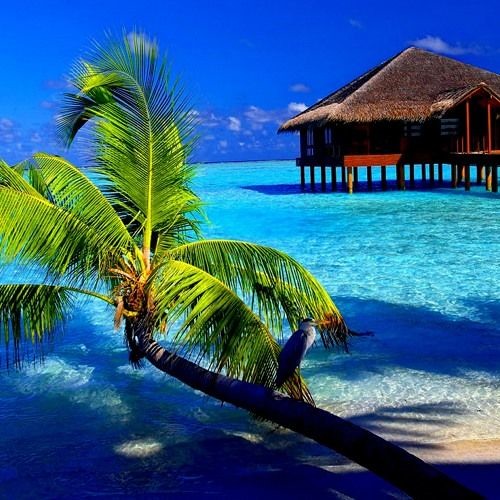 Stream Tropical music | Listen to songs, albums, playlists for free on ...