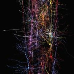 BrainWavy