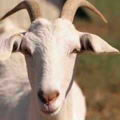 Punjabi
