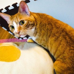 BassHouseっぽい作りかけの何か