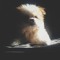 stoffur