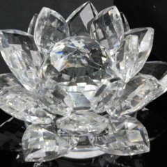 crystallotus