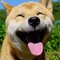 moki koki
