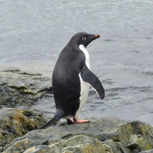 pingvin’s avatar
