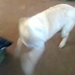 Seancey