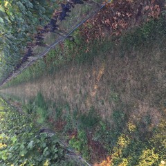 Thomas Equality Scarlato