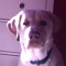 Roco the dog