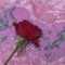 Alaa Shohood