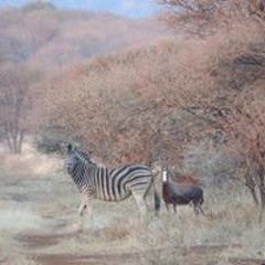 Shonnie Nall Standefer