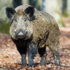 Jagd freund