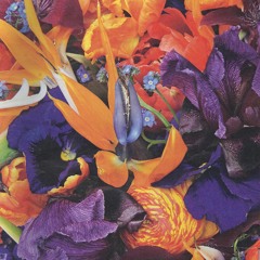 Shehrazade Mahassini