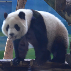 英豪