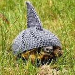 Turtle_ Shark