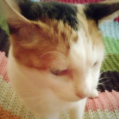tomoyo meowhamster