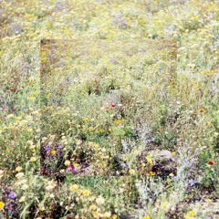 MAS SNILLOC/COLLINS SAM