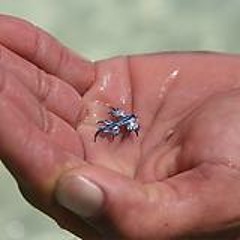 Nery Luana Woolery1972