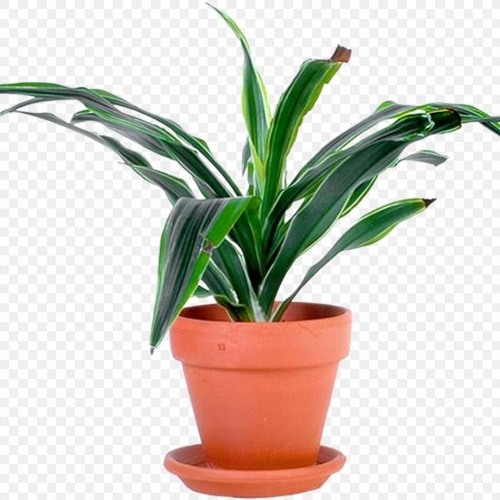 plate plante’s avatar