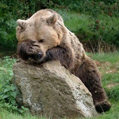 littlebear