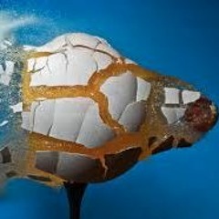 S. Flindt/Ægsplosjon