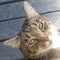 BabyCat