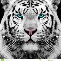 Leo Leo