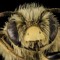 Kingbee