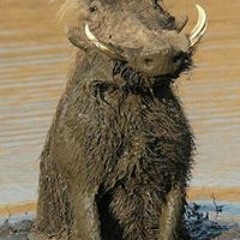 Евгений Косей