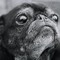 pugg
