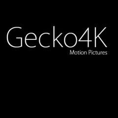 Gecko 4k