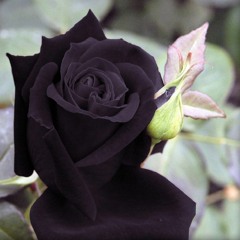 Rose Black