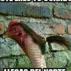 neto mas