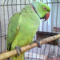 Prof. sb