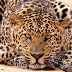 herman frans Reinbergen