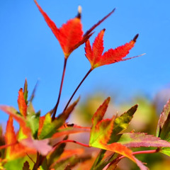 Francesc Lara Escamilla