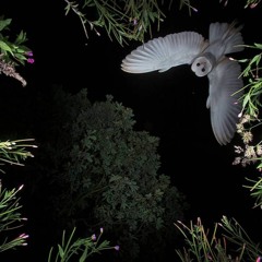 Night Owl