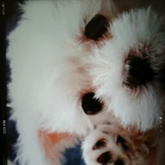 marshmallow chocolate