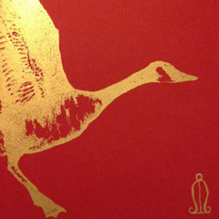 common eider, king eider