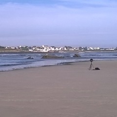 Dawn Chorus on Easter Sunday